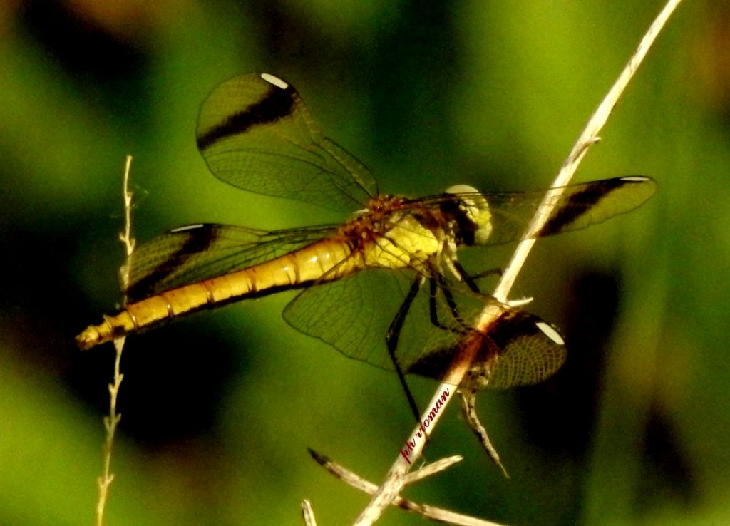Sympetrum pedemontanum f.